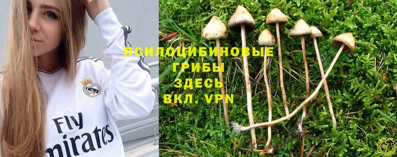 где купить   Богородицк  Галлюциногенные грибы Psilocybe 